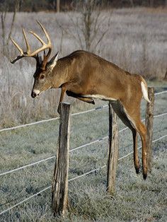 Buck Deer Jumping Fence Jumping Over Fence, Fence Drawing, Deer Pics, Graceful Animals, Deer Jumping, Whitetail Deer Pictures, Canada Lynx, Deer Photography, Deer Artwork