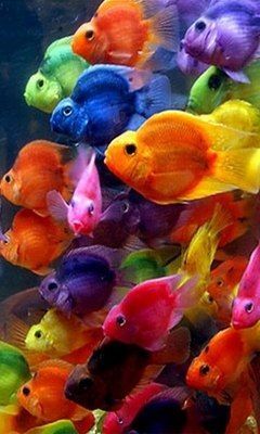 Colourful Fish, Parrot Fish, Pretty Fish, Aquarium Setup, Beautiful Sea Creatures, Rainbow Fish, Fish Wallpaper, Cute Fish, Beautiful Fish