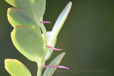 Mastering Horticulture: Adventitious Roots and Shoots on Kalanchoe panamensis Kalanchoe Panamensis, Grow Succulents, Trailing Plants, Succulent Care, Front House Landscaping, Cactus Y Suculentas, Propagating Plants, Very Interesting, Cactus Flower