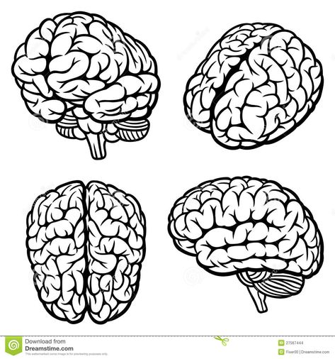 Image result for brain angle view Brain Vector, Brain Drawing, Brain Tattoo, Brain Illustration, Brain Anatomy, Brain Art, Graffiti Characters, Human Brain, Anatomy Art