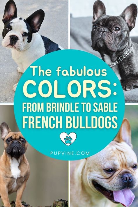 French Bulldog Colors, Rare Dog Names, Fawn Frenchie, Blue Fawn French Bulldog, French Bulldog Full Grown, Cream French Bulldog, French Bulldog Breeders, Brindle French Bulldog, Merle French Bulldog