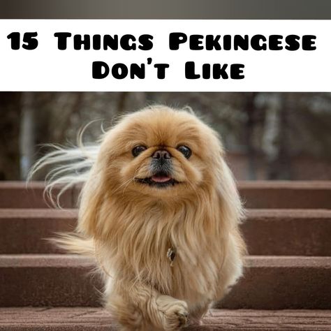 Pekenese Dogs Pekingese Puppies, Pekingese Grooming, Pekingese Haircut, Pekingese Puppies For Sale, Pekingese Puppy, Demand Respect, Pekingese Puppies, Dog Haircuts, Pekingese Dogs