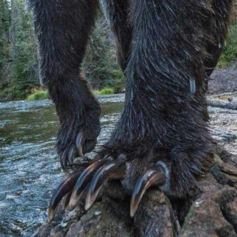 Grizzly bear claws Paw Pumpkin, Grizzly Bears, Brown Bears, Bear Claws, Paws And Claws, Bear Paw, Bear Pictures, Animal Reference, Pretty Animals