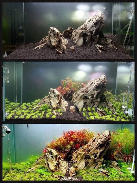 Aquarium Diy, Tanaman Air, Aqua Design, Aquarium Garden, Taman Air, Amazing Aquariums, Fish Tank Terrarium, Aquascape Design, Fish Tank Design