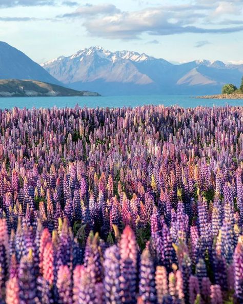 Travel New Zealand With Me on Instagram: “Gorgeous lupine field with spectacular mountain backdrop!😍 Do you know where in New Zealand this could be? Thanks for sharing…” Beautiful Disaster, New Zealand Travel, Global Travel, Life Is A Journey, Dream Destinations, Travel And Leisure, Travel Life, Vacation Spots, Have You Ever