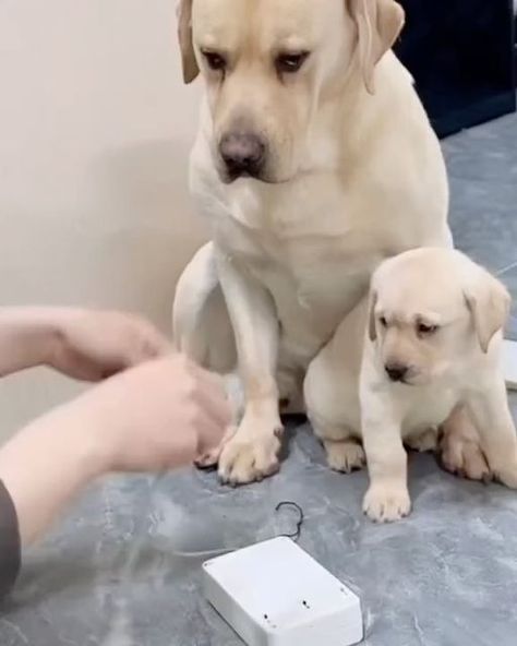 Puppy Barking, Labrador Mom, Regnul Animal, Unique Dog Breeds, Mom And Son, Cute Animals Puppies, Very Cute Dogs, Smart Dog, 웃긴 사진