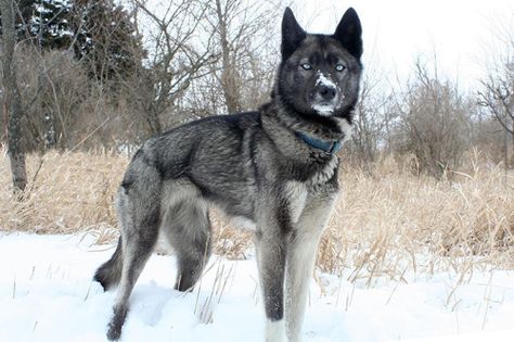 Husky Fursona, Chow Chow Blue, Seppala Siberian, Mix Dog Breeds, Hybrid Wolf, Husky Red, Agouti Husky, Tamaskan Dog, Northern Inuit