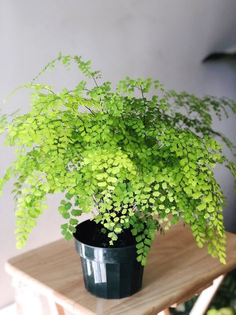 Pot Gantung, Maiden Hair, Live House, Live House Plants, Maidenhair Fern, Air Purifying House Plants, Plant Kingdom, Home Air Purifier, Plant Wishlist