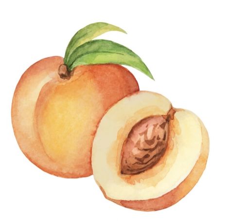 Nectarine Drawing, Fruit Watercolor Painting, Fruit Watercolor, Paintings Easy, Diy Rock Art, Watercolor Food, Watercolor Paintings Easy, Nectarine, Easy Watercolor