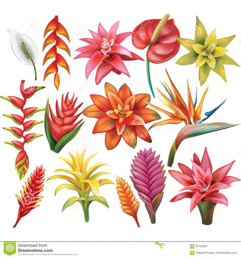 Tropical Flowers Illustration, Tropical Flower Tattoos, Jungle Flowers, Tropical Illustration, Tropical Painting, Tiki Art, Plant Drawing, Tropical Flower, Tropical Art