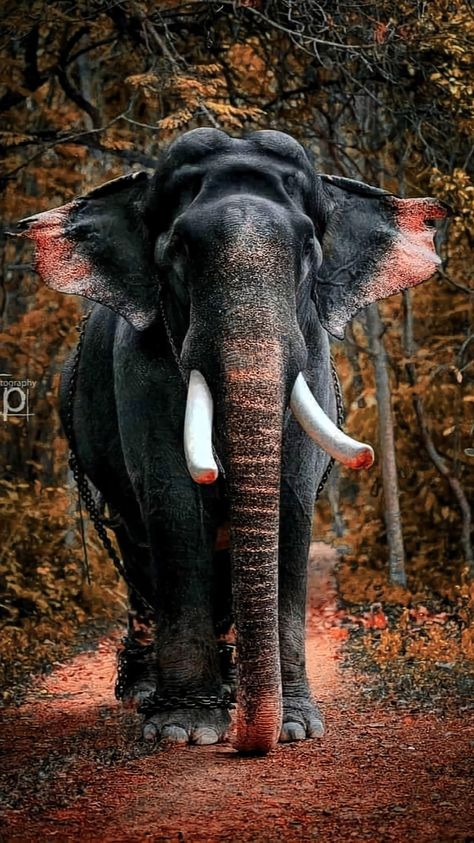 Elephant Kerala Photography, Kerala Elephant Wallpaper, Kerala Elephant Photography, Aesthetic Kerala, Cute Animals Drawings, Kerala Elephant, Elephant Painting Canvas, Parrot Wallpaper, Cool Animals