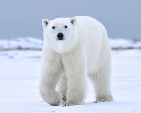 "I'll see you in your dreams." Ian Johnson photo. Polar Bear Photo, Polar Bear Pictures, Polar Bears, Polar Bear Paw, Polar Bear Facts, Photo Ours, Polar Bear Art, Bear Photos, Animal Magic