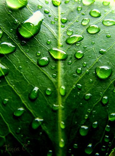 Board Inspiration, Green Collection, Green Nature, Water Droplets, Natural Forms, World Of Color, Green Leaf, Green Aesthetic, Color Of Life