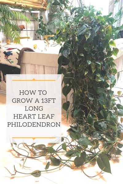 Growing Philodendron Scandens or Heart Leaf Philodendron Long Hanging Plants Indoor, Heart Leaf Philodendron Care, Hanging Philodendron, Houseplant Propagation, Industrial Coffee Shop, Easy Houseplants, Houseplant Tips, Floral Aesthetics, Philodendron Scandens