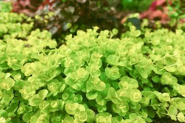 Creeping Jenny Planter Ideas, Creeping Jenny In Pots, Creeping Jenny Planters, Creeping Jenny Care, Creeping Jenny Indoors, How To Propagate Creeping Jenny, Creeping Jenny Ground Cover, Golden Creeping Jenny, Creeping Jenny Plant