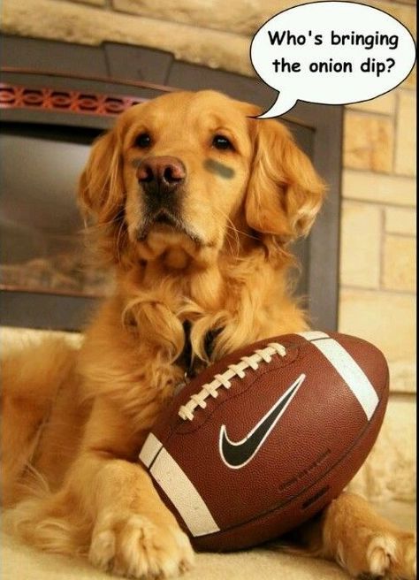 60 Football Dog Names Cool Pet Names, Football Dog, Best Dog Names, Brown Dogs, Dog Football, A Golden Retriever, Dogs Golden Retriever, Golden Retrievers, Dog Memes