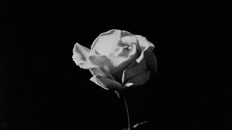 Black And White Anime Aesthetic Gif, Black And White Pfp Gif, Drawing Animation Gif, Black And White Banner Gif, Coquette Gif, Video Png, Png Video, Roses Gif, Gif Black