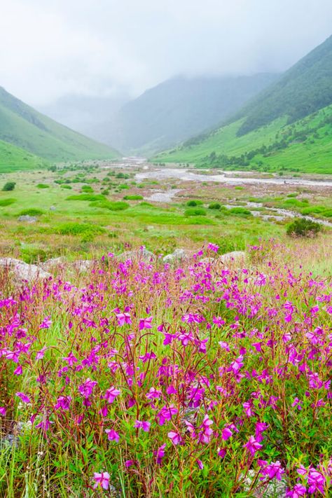 Though it can only be reached by a long trek, the Valley of Flowers is known for its meadows of alpine flowers. However, the high altitude means that spring arrives a bit late, in July and August. Springtime is a wonderful period for you to witness some beautiful flowers blossoming at destinations across the globe. While flowers themselves are rarely the focus of any trip, these 11 colourful sites are the perfect relaxing detour to plan for your next getaway. Kashmir Flowers, Flowers Valley, Valley Of Flowers Uttarakhand, Valley Of Flowers India, Flowers Blossoming, Valley Between Two Mountains, The Mountain Valley Spring Water, End Of Spring, Dutch Tulip