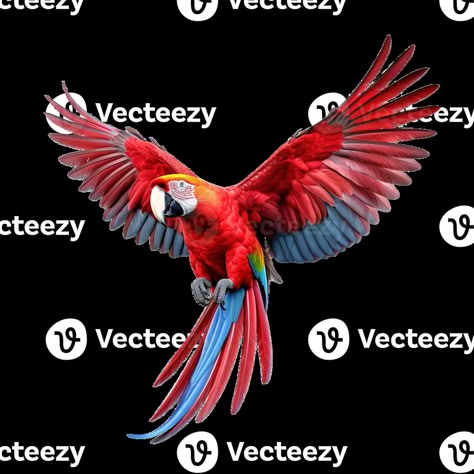 Parrot Graphic Design, Scarlet Macaw Drawing, Parrot Pictures, Birds Reference, Birds Drawings, Parrot Flying, Advertising Clothing, Scarlet Macaw, Macaw Parrot