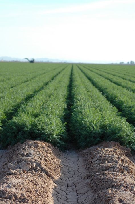 Desert Farming, Cracked Earth, Perspective Images, Sea Monkeys, Monkeys, Agriculture, Photo Image, Arizona, Country Roads