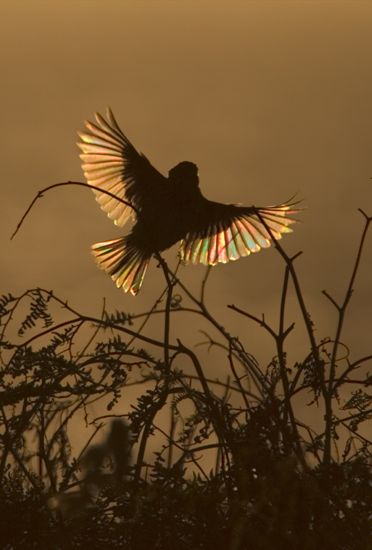 Sparrow Aesthetic, Sparrows Flying, Sparrow Flying, Sparrow In Flight, Feathered Raptor, Jewellery Portfolio, Song Sparrow, Bird Flying, Sparrow Bird