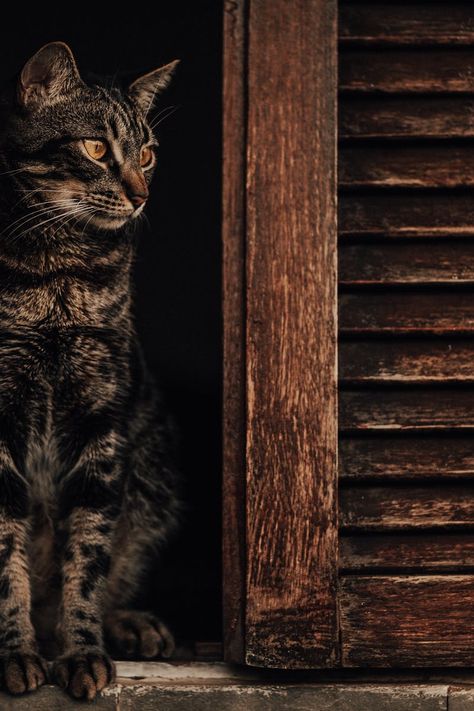 Tabby Cats Brown Brown Tabby Cat on Window · Free Stock Photo - Dark Brown Tabby Cat, Brown Tabby Cat Aesthetic, Dark Tabby Cat, Cat On Window, Tabby Cat Pictures, Warriors Oc, Cats Brown, Brown Tabby Cat, Golden Compass