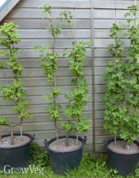 Blueberry In Pot, Blueberry In Pots Growing, Raspberry In Container, Grow Raspberries In Containers, Raspberry Container Garden, Trellis For Raspberries, Potted Raspberry Bush, Raspberry In Pots, Grow Raspberries In Pots