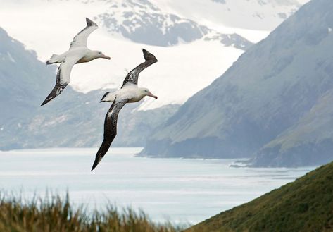 The Great Albatross - Free The Ocean Albatross Tattoo Can Yaman, Albatross Wallpaper, Albatross Tattoo, Albatross Bird, Jay Rose, Faith Hope Love Tattoo, Symbol Of Freedom, Hope Strength, Birds In The Sky