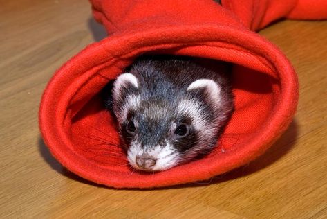 Ferrets need plenty of enrichment and stimulation else they get bored. Check out these DIY ferret toys you can make today. Diy Ferret Stuff, Ferret Playpen, Ferret Care, Ferret Toys, Ferret Stuff, Ferrets Care, Wiffle Ball, Diy Tie, How To Make Toys