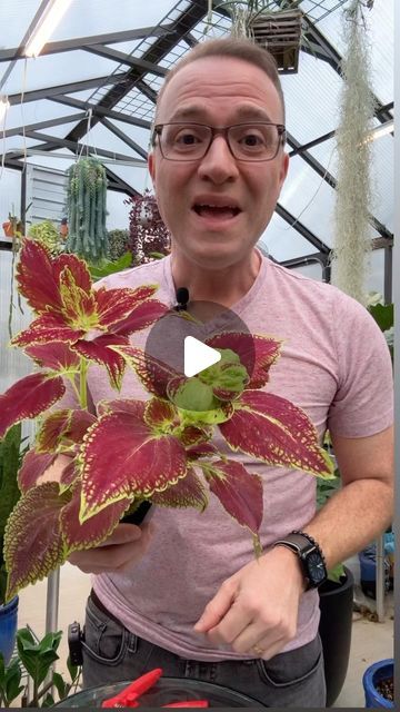 Coleus Propagating, Propagate Coleus, Coleus Plants, Plant Cuttings, Propagating Plants, Gardening Tips, Biology, Crochet, Plants