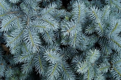 Glaucous Blue, Best Trees For Privacy, Picea Pungens Glauca, Blue Spruce Tree, Colorado Spruce, Colorado Blue Spruce, Picea Pungens, Spruce Trees, Types Of Blue