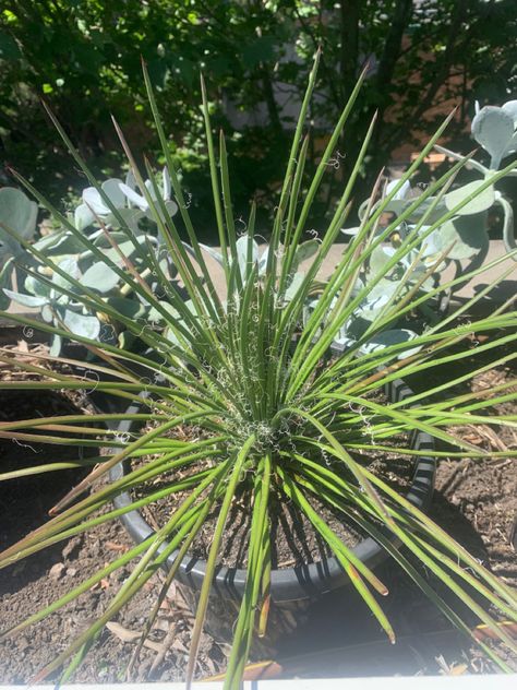 Agave geminiflora Agave Geminiflora, Plants