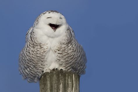 Snowy Owl Yawning - Harfang des neiges - Bubo scandiacus | Flickr - Photo Sharing! Visions Of The Future, Weird Birds, Cute Ducklings, Beautiful Owl, Snowy Owl, Photography Pictures, Funky Art, Amphibians, It Takes