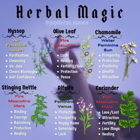 Wisteria Magical Properties, Magical Correspondences, Ivy Magical Properties, Jezebel Root Magical Properties, Herb Knowledge, Witches Herbs, Witchy Plants, Ritual Witchcraft, Herb Magick