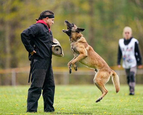 Igp Dog, Pets Hotel, Extra Large Dog Breeds, Berger Malinois, Czechoslovakian Wolfdog, Protection Dogs, German Sheperd Dogs, Canine Drawing