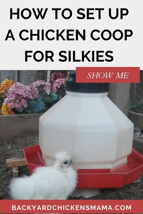 HOW TO SET UP A CHICKEN COOP FOR SILKIES Silkie chickens are unlike the typical chicken and have special needs when it comes to setting up a chicken coop for them. There are 5 big differences to take into consideration when setting up or building a chicken coop for Silkies. Accommodating your Silkies needs will ensure their health, safety and well being. Silkies Chickens Coop, Silkie Chickens Coop Ideas, Silkie Coop Ideas, Silkie Roosting Bar, Silky Chicken Coop, Chicken Coop For Silkies, Silkie Chicken Coop Ideas, Chicken Coop Setup, Silkie Chicken Coop