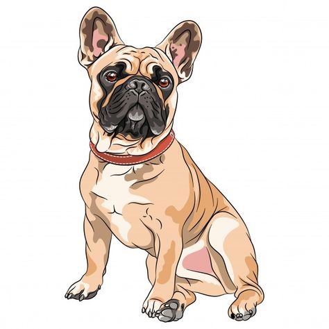 French Bulldog Art Illustrations, Frenchie Cartoon, French Bulldog Sketch, Frenchie Drawing, French Bulldog Illustration, French Bulldog Tattoo, Bulldog Clipart, Fawn French Bulldog, French Bulldog Breed