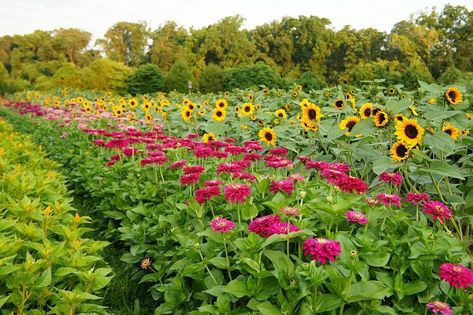 Flower Farming, Cut Flower Farm, Grow Flowers, Flower Truck, Survival Gardening, Sunflower Garden, Flower Farmer, Cut Flower Garden, Farm Gardens