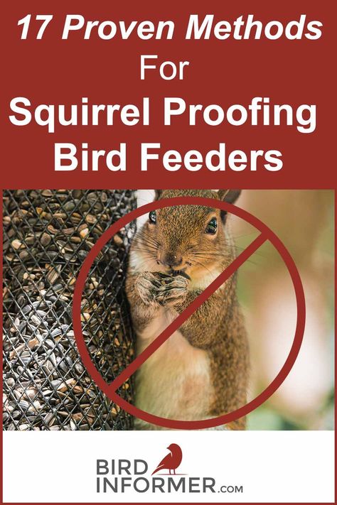 Patio Bird Feeder Ideas, Landscape Around Bird Feeders, Squirrel Repellant Bird Feeder, Squrriel Proof Bird Feeder Diy, Squirrel Proof Bird Feeder Poles, Squirrel Deterrent Bird Feeders, Stop Squirrels From Bird Feeders, Squirrel Baffle Diy Ideas, Keep Squirrels Out Of Bird Feeders