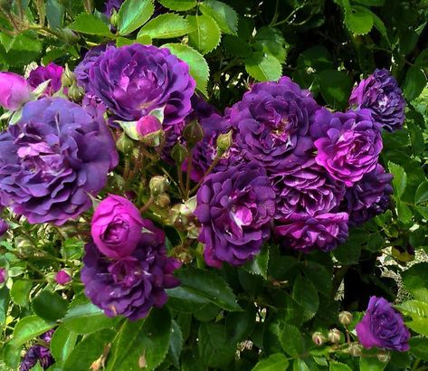 Tropical Fruit Photography, Lady Banks Rose, Container Roses, Plant Shopping, Rambling Rose, Magenta Rose, Southern Ontario, Rose Varieties, Purple Vibe