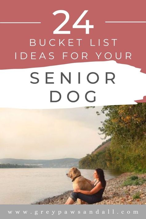 Bucket List Ideas for Your Senior Dog Dog Bucket List, Elderly Dogs, Spa Days, Bucket List Ideas, List Making, Dog Enrichment, Dog Games, Group Of Dogs, Cute Dog Photos