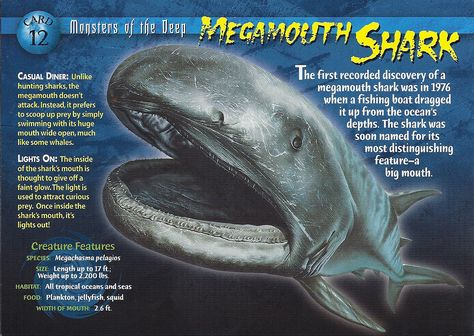 Megamouth Shark, Monster Shark, Shark Painting, Water Creatures, Save Our Oceans, Marine Conservation, Underwater Creatures, Wild Creatures, Extinct Animals