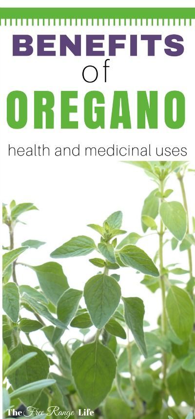 Oregano is more than just a culinary herb. It is a powerful medicinal plant with many health benefits. Do you know the all the uses and benefits of oregano? Benefits Of Oregano, Oregano Oil Benefits, Tomato Nutrition, Matcha Benefits, Lemon Benefits, Coconut Health Benefits, Oregano Oil, Natural Antibiotics, Benefits Of Coconut Oil