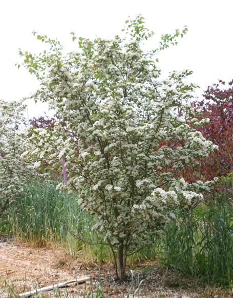 Fence Planting, Stem Winter, Small Ornamental Trees, Winter King, Hawthorn Tree, Fence Plants, Moon Nursery, Landscape Plants, Ornamental Trees