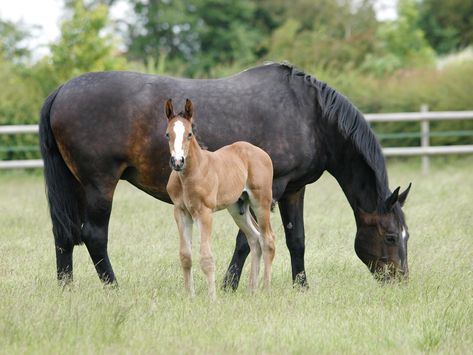 A mare and foal stand and graze in a summer paddock. Horses Foals, Mare And Foal, Monkey Wrench, Animal Names, Horse Reference, Cow Pictures, Horse Ideas, Most Beautiful Horses, Baby Horses