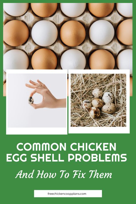 Chicken Eggs will sometimes show up in the nest box with some odd shapes, pin holes, weak shells, to name a few. Most of the time, you won't need to worry about it. Learn what's behind these oddities and why. Chicken Pecking, Nest Box, Diy Chicken, Nesting Box, Egg Shell, Diy Chicken Coop, Ranch Life, Weird Shapes, Nesting Boxes