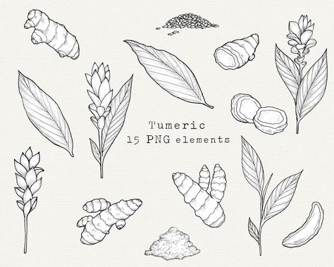 Herb Line Art, Turmeric Drawing, Spice Labels, Line Art Design, India Ink, Daily Drawing, Tattoo Flash Art, Flash Art, Plant Art