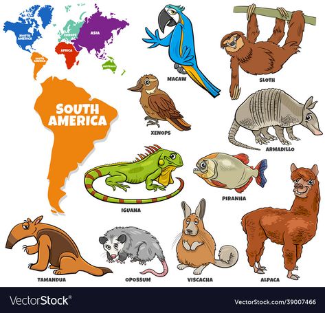 South America Animal, Animals Of South America, South American Animals, South America Activities For Kids, World Map With Continents, Continents Activities, World Map Continents, Montessori Geography, Animal Activities For Kids