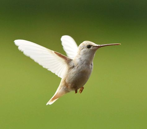 White Hummingbird, Wild Animals Photography, White Birds, Ruby Throated Hummingbird, Albino Animals, Animal Reference, Sculpture Projects, John James Audubon, Amazing Images