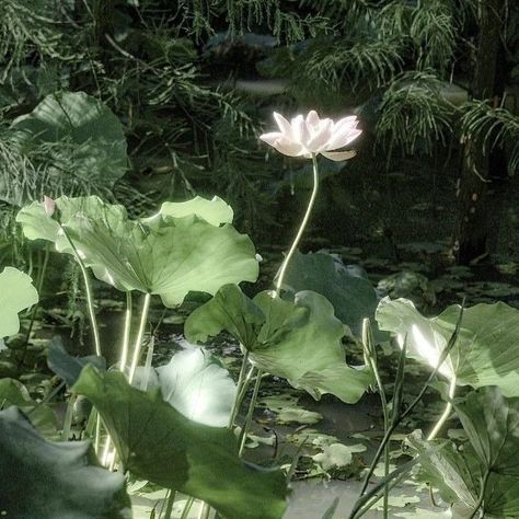 White Lotus Flower, White Lotus, Earth Angel, Green Nature, Ethereal Art, Aesthetic Images, Nature Aesthetic, Flower Photos, Green Aesthetic